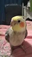 cockatiel video // 540x960, 31.9s // 2.6MB