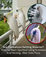 bird cockatoo // 700x875 // 667KB