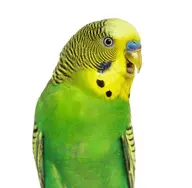budgie // 408x399 // 47KB