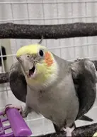 bird cockatiel // 1079x1514 // 122KB