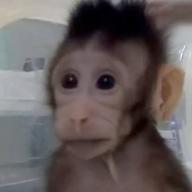 baby_monkey // 447x447 // 10KB