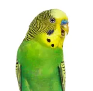 budgie // 408x399 // 145KB