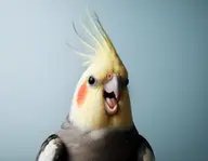 cockatiel // 1043x811 // 786KB