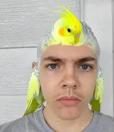 bird character:bu5t character:connor cockatiel meta:ai_generated // 443x512 // 442KB