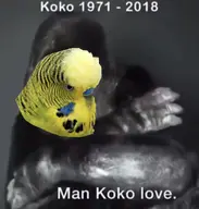 budgie // 1169x1224 // 158KB