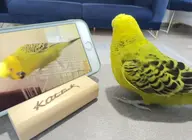 bird budgie // 383x280 // 159KB