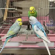 bird budgie // 3021x3021 // 1.0MB