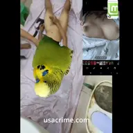 aethos budgie character:copium48 character:datbeheading character:dirt Gore Linux_Mint series:asdf's_endless_muffin_time // 480x480, 18.5s // 3.7MB