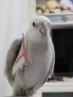 cockatiel // 1080x1440 // 135KB