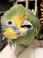 bird character:gogo_warren // 3024x4032 // 1.1MB