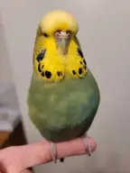 budgie budgie_(connor) // 689x919 // 306KB