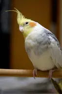 cockatiel // 451x680 // 276KB
