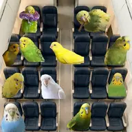 budgie // 680x680 // 87KB