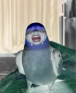 bird budgie meta:ai_generated // 419x512 // 260KB