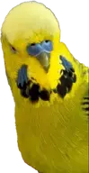 budgie // 359x699 // 245KB