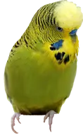 bird budgie transparent // 502x815 // 460KB