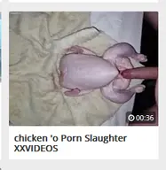 chicken_'o thumbnail // 260x267 // 89KB