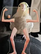 bird cockatiel smith // 899x1200 // 83KB