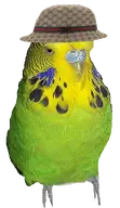 Bird budgie gucci_bucket_hat transparent // 308x534 // 222KB