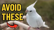 bird cockatiel thumbnail // 1280x720 // 135KB