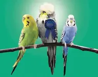 budgie grand_champion // 728x572 // 22KB