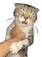 character:copium48 character:copiums_cat transparent // 426x586 // 238KB