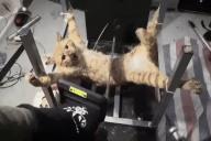 aethos Cat cat_gore character:does_evil_things_guy Gore series:jeffy's_infinite_irida // 600x400 // 6.9MB