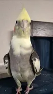 bird cockatiel // 1080x1923 // 117KB