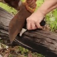 dog gore series:1b9p // 288x288 // 6.7MB